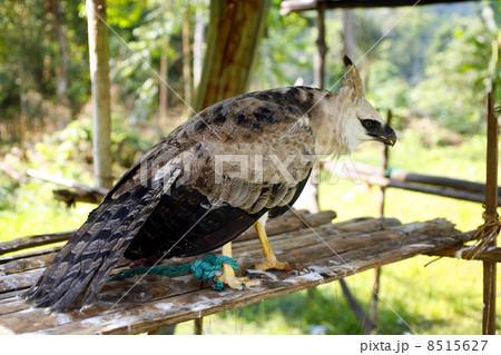 Captive Harpy Eagle in a Huaorani village in the Ecuadorian Amazon 8515627