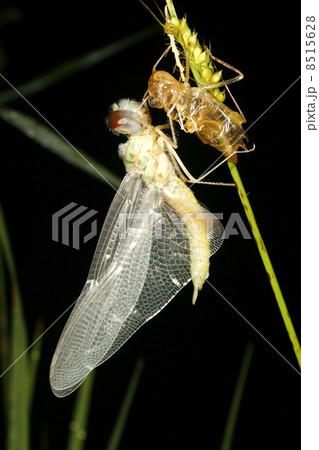 Adult dragonfly emerging from skin of nymph 8515628
