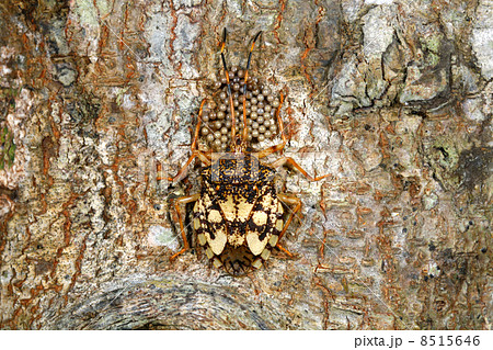 Hemipteran bug with eggs on tree trunk Hemipteran bug with eggs on tree trunk 8515646