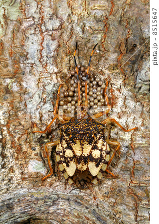 Hemipteran bug with eggs on tree trunk 8515647