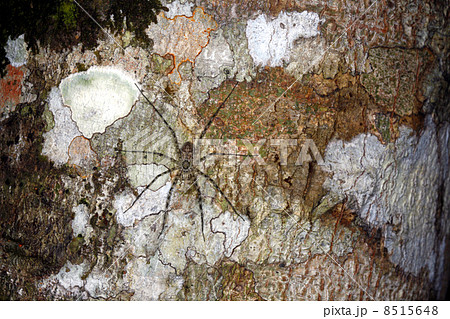 Spider on tree trunk 8515648