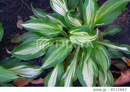 Leaves Leaves 8515667