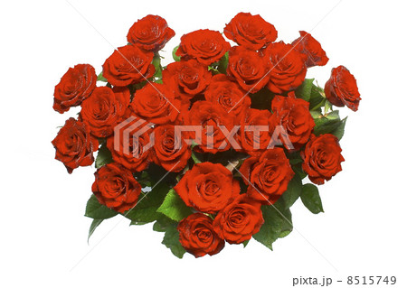 Rose Rose 8515749