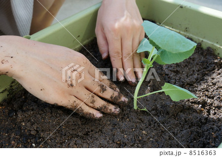 ブロッコリーを植える 8516363