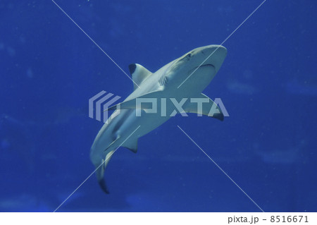 ツマグロ、つまぐろ、妻黒 8516671