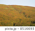 紅葉する鳥海山 8516693