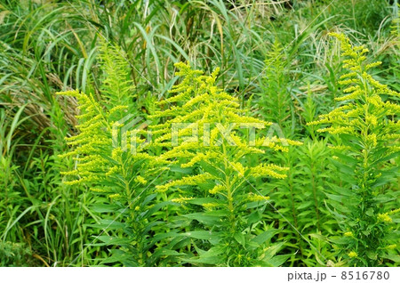 野の花・富士の裾野に咲き始めのセイタカアワダチソウの花・横位置 8516780