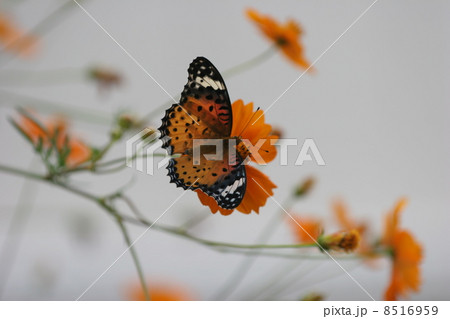 キバナコスモスとツマグロヒョウモン蝶 キバナコスモスとツマグロヒョウモン蝶 8516959