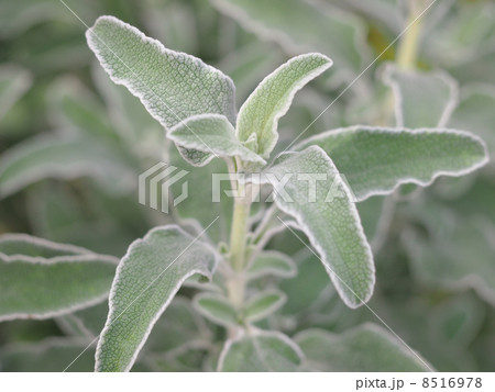 エルサレムセージ 8516978