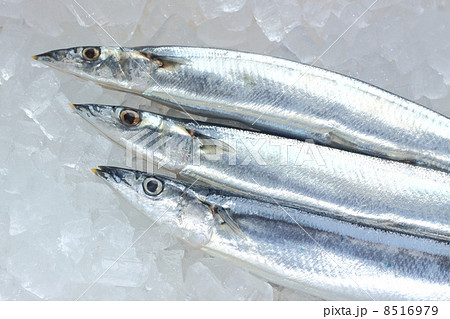 秋刀魚 8516979