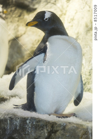 ジェンツーペンギン ジェンツーペンギン 8517009