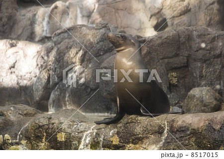 カリフォルニアアシカのメス 8517015