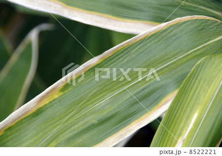 クマザサ 8522221