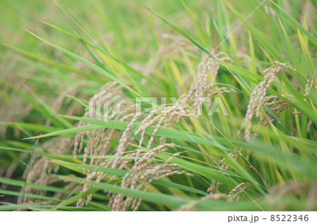 穂の実った稲 穂の実った稲 8522346