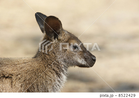 Bennett Wallaby, Australia 8522429