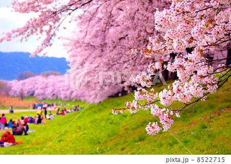 背割堤の桜 8522715