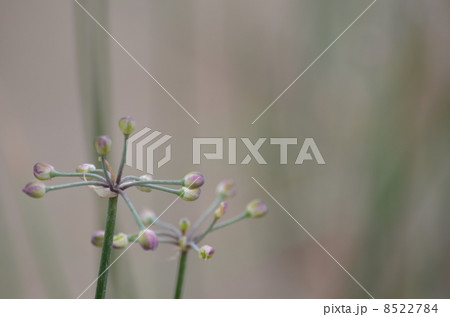 三国らっきょう 花のつぼみ 三国らっきょう 花のつぼみ 8522784