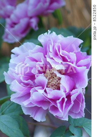 冬牡丹 新島の輝 しんしまのかがやき の写真素材