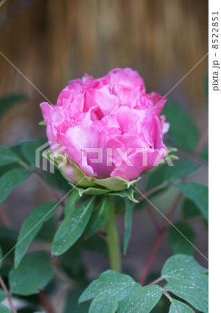 冬牡丹 島錦 冬牡丹 島錦 8522851