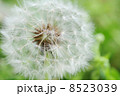 タンポポの綿帽子 8523039