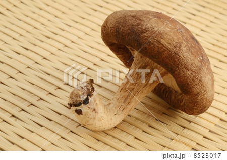 椎茸 ざる 8523047