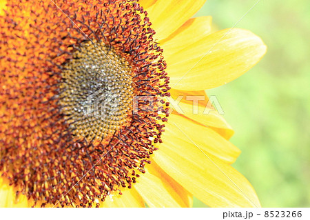 ひまわり ひまわり 8523266