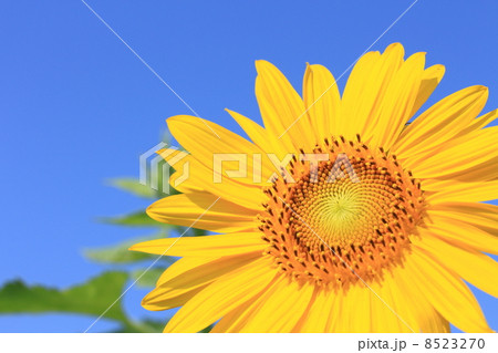 青空とひまわり 青空とひまわり 8523270