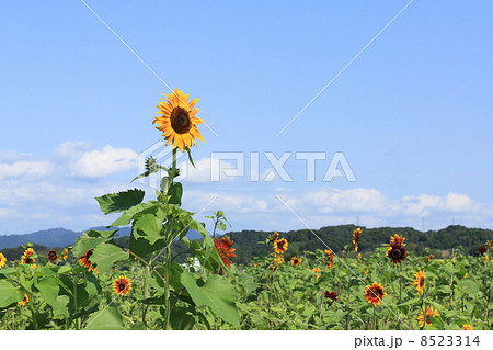 青空とひまわり 青空とひまわり 8523314