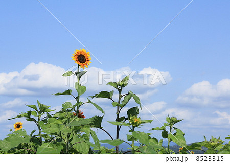 青空とひまわり 青空とひまわり 8523315