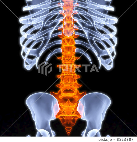 skeleton skeleton 8523387