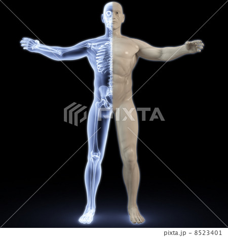 anatomy anatomy 8523401