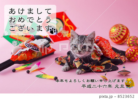 14年賀状デザイン素材 子猫の写真素材