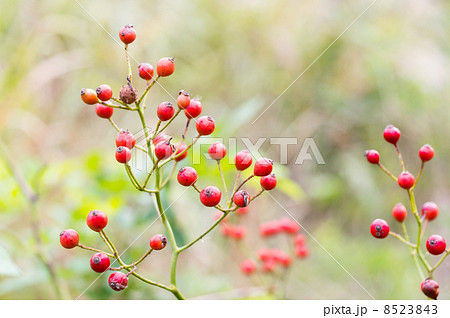 野バラの赤い実の写真素材