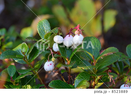 白玉の木の果実 8523889