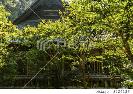 初秋の妙本寺　鎌倉 8524187