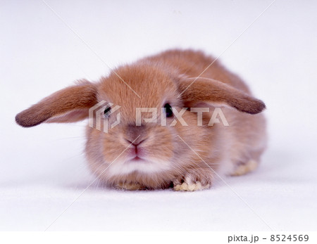 ロップイヤーラビット 8524569