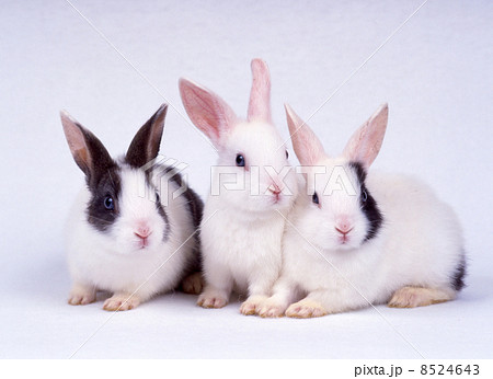 ミニウサギ ミニウサギ 8524643