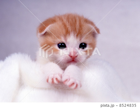 かわいい仔猫 8524835