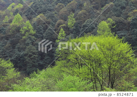 新緑のコントラスト 8524871