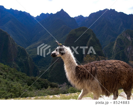 マチュピチュのリャマ マチュピチュのリャマ 8524883