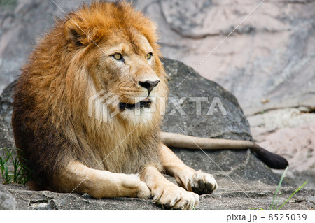 ライオン 8525039
