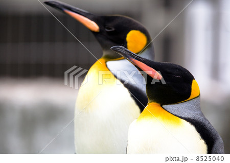 ペンギン ペンギン 8525040