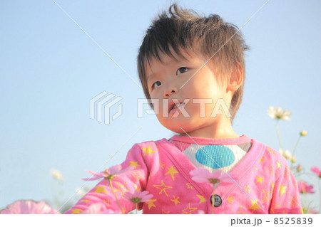 コスモスと少年 コスモスと少年 8525839