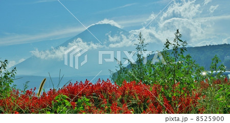 花と富士 赤い花と夏草前景に青富士遠景 横位置の写真素材