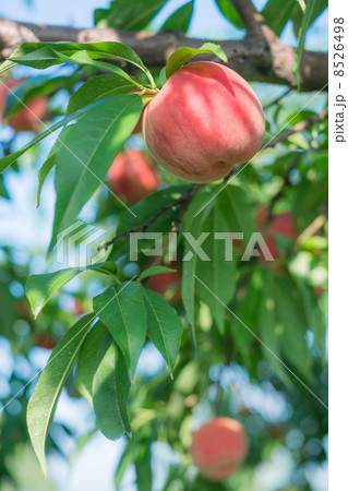 桃の木 8526498