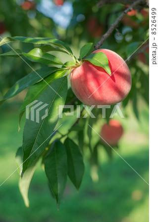桃の木 桃の木 8526499