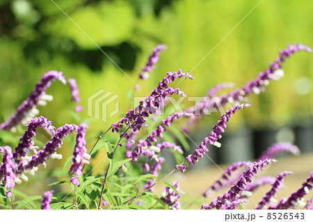 サルビアレウカンサーの花 8526543