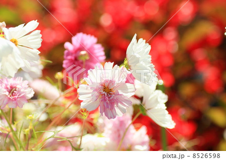 コスモスの花 8526598
