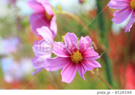 コスモスの花 8526599