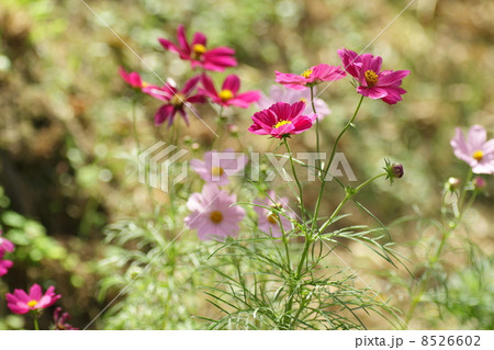 コスモスの花 8526602